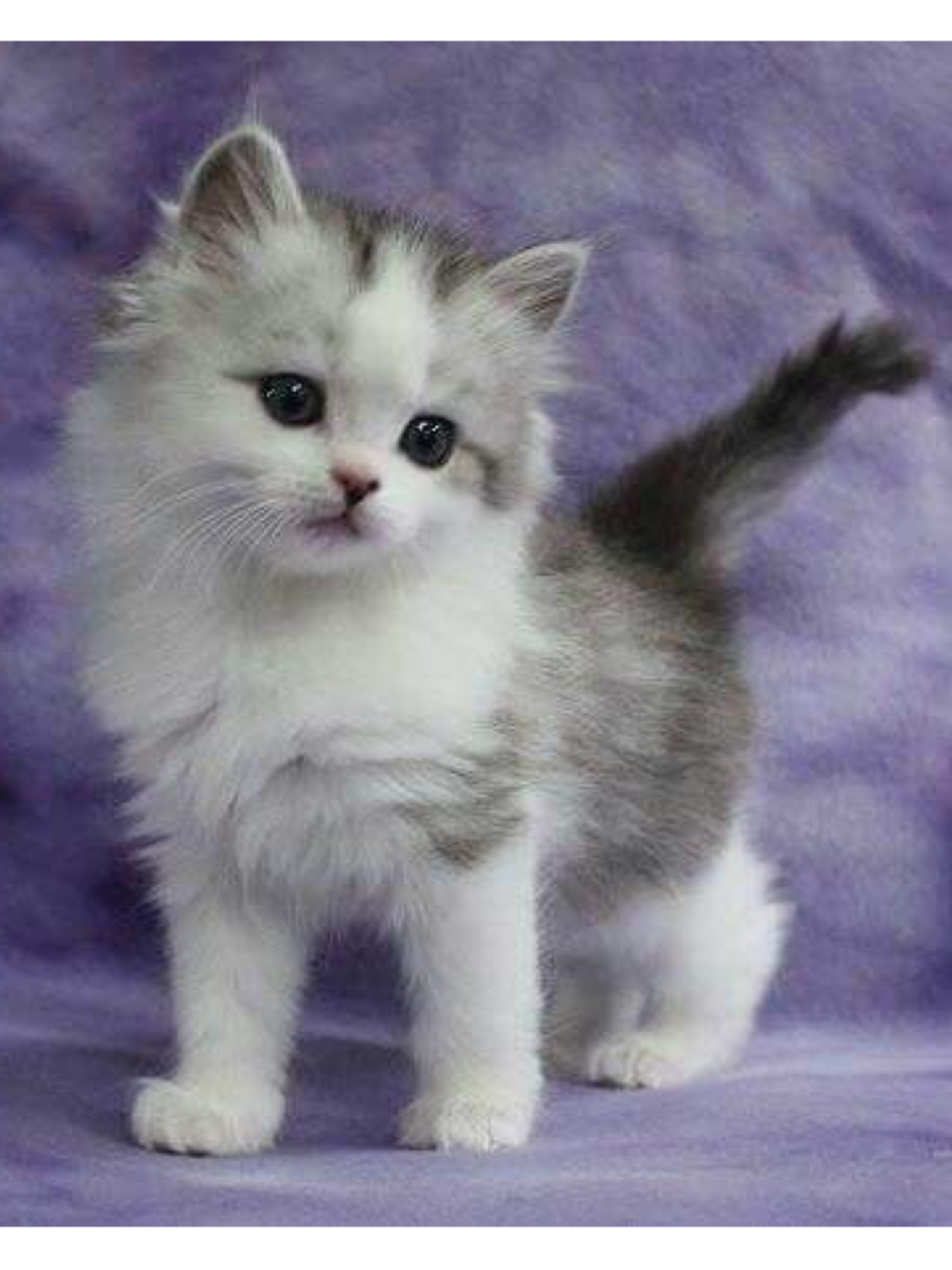Котёнок породы рагамаффин.
