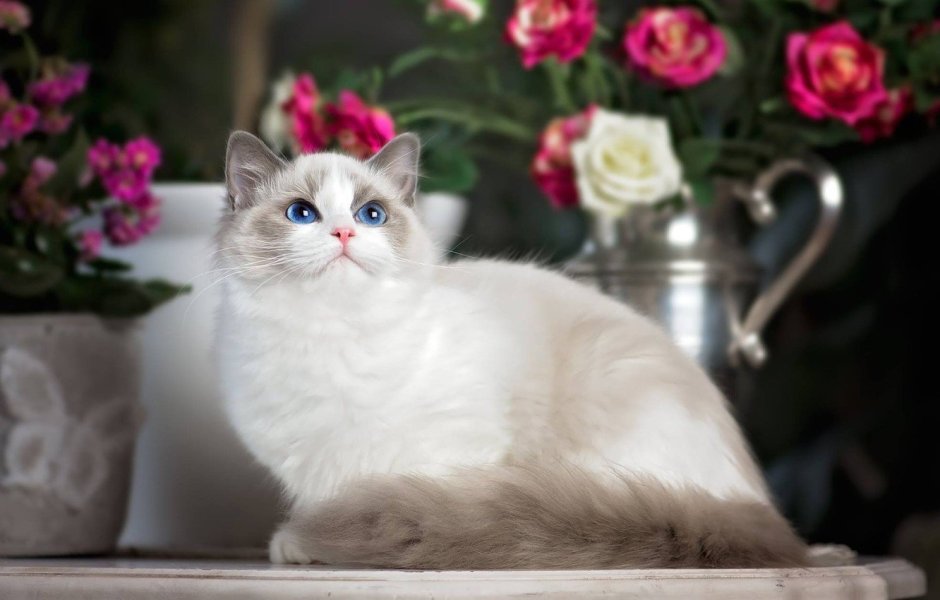 Рэгдолл кошка белая