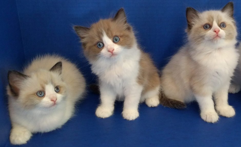 Кошка Мими Рэгдолл