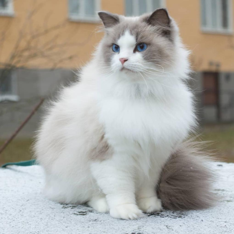 Длинношерстный Рэгдолл