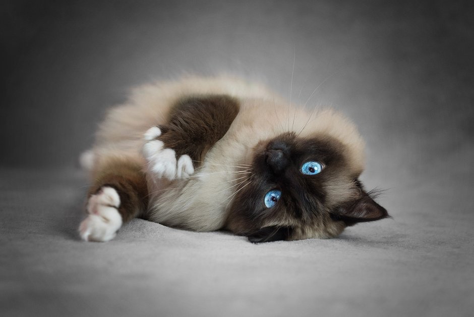 Сиамская кошка Рэгдолл
