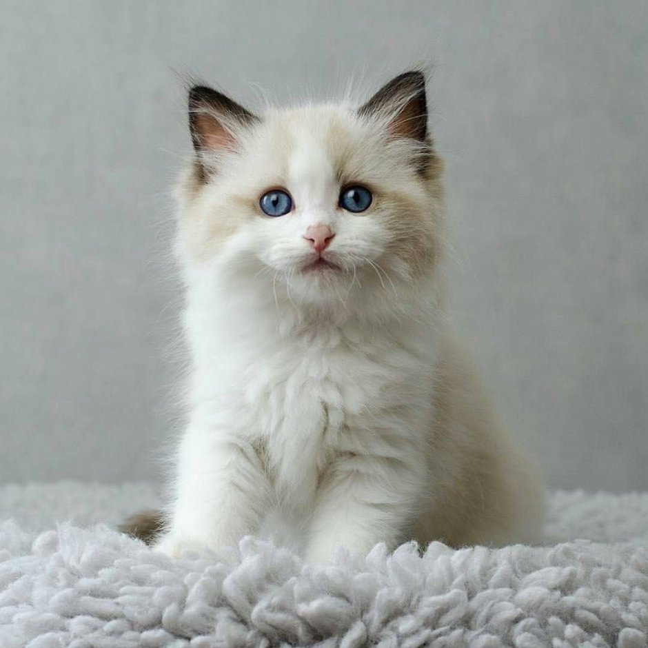 Рэгдолл кошка котята