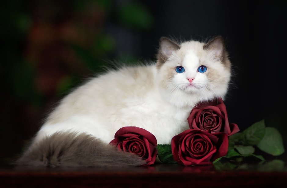 Красивые кошки