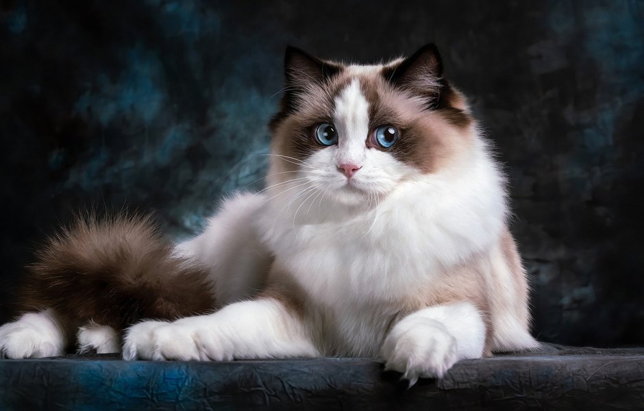 Сиамский Рэгдолл