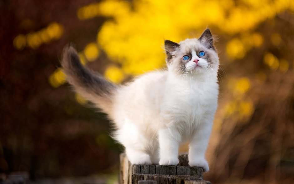 Рэгдолл кошка