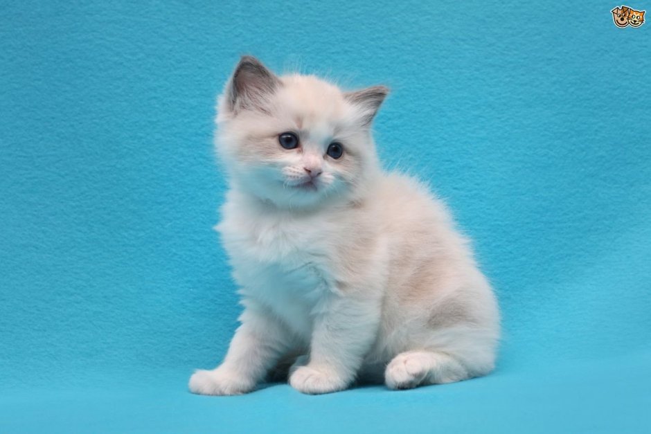 3 Рэгдолла