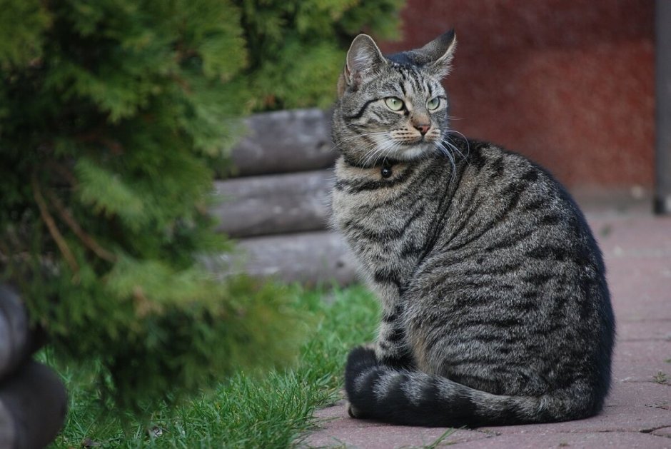 Европейская кошка окрас