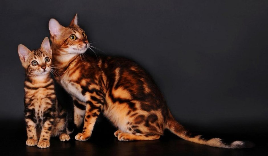 Бенгальская короткошерстная кошка