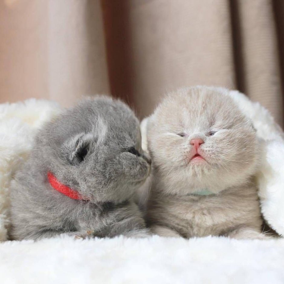 Британский вислоухий кот