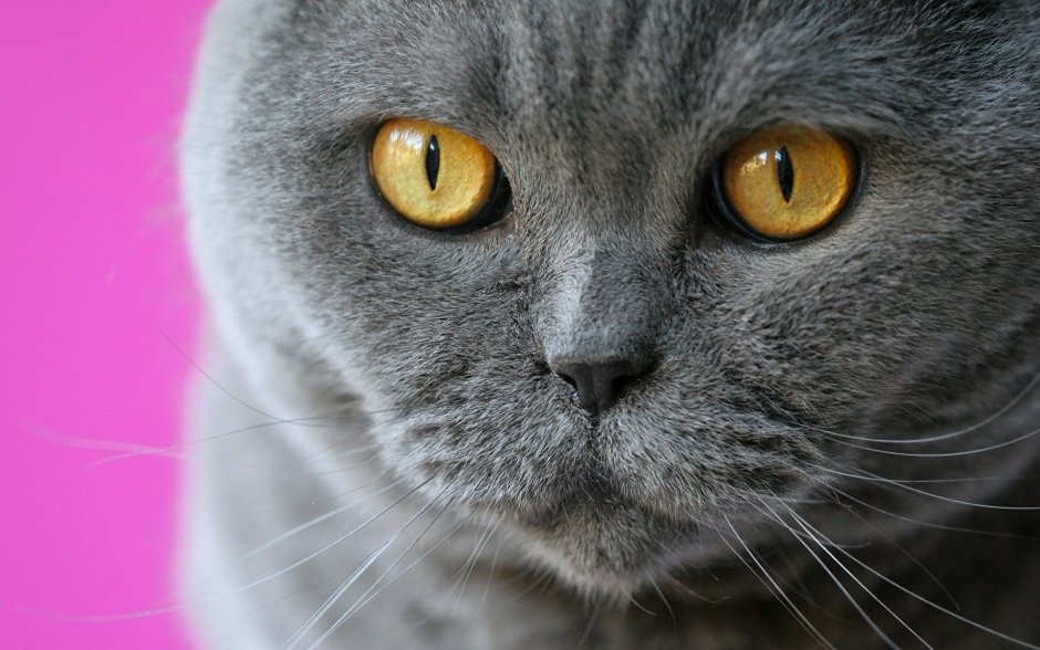 Скоттиш фолд грей
