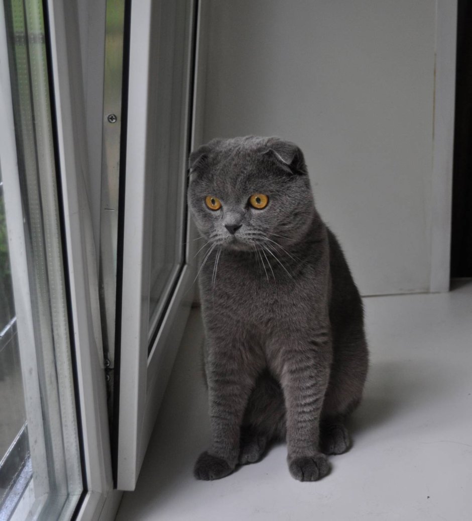 Шотландские вислоухие коты