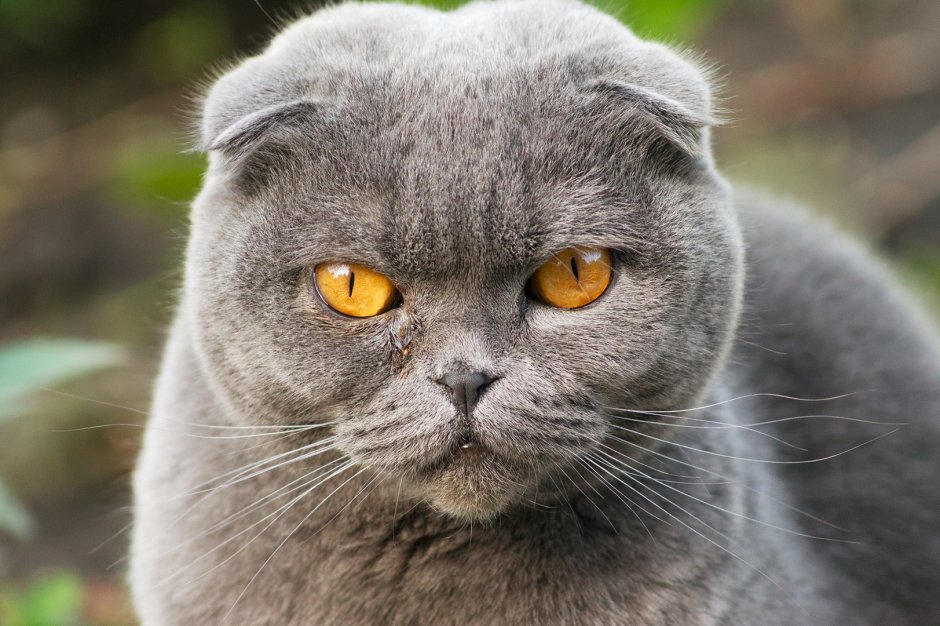 Шотландская вислоухая кошка злая