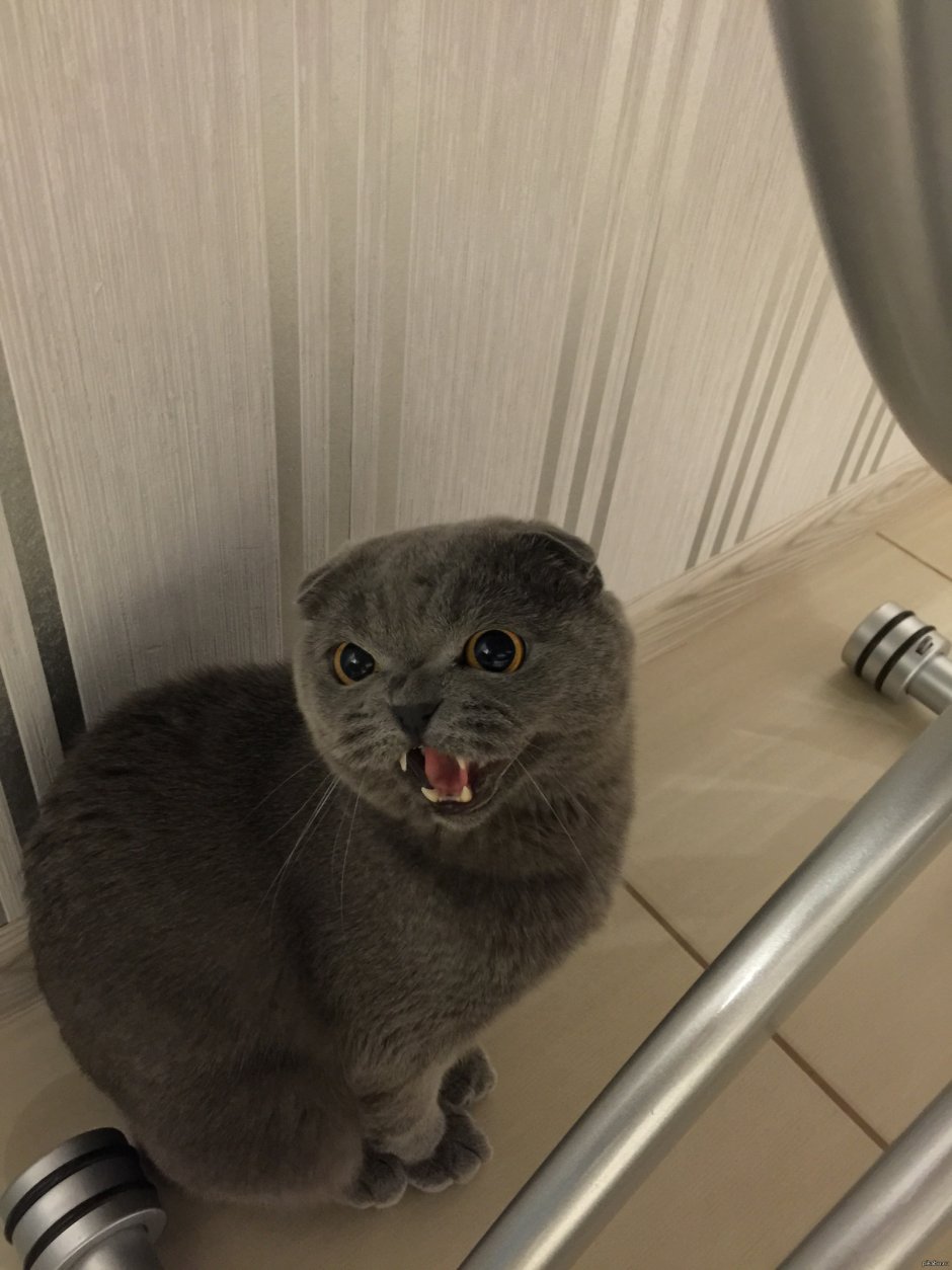 Шотландская вислоухая кошка злая
