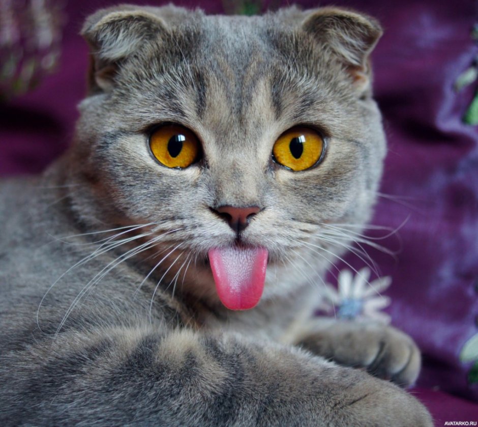 Смешные Шотландские коты