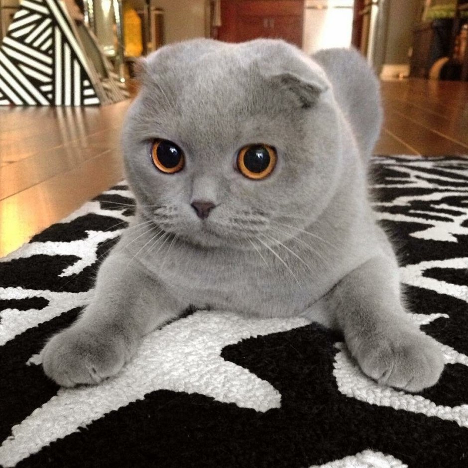 Шотландский вислоухий кот серый