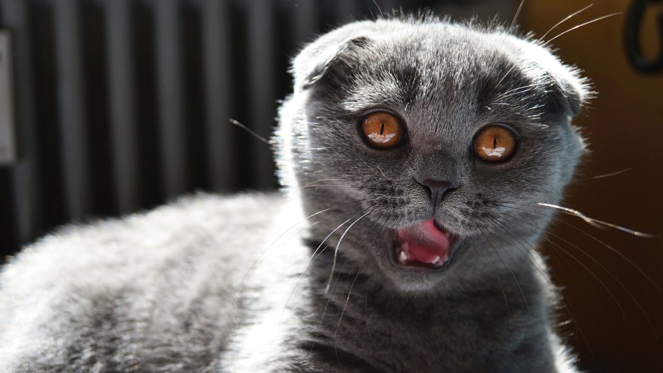 Злой шотландский кот вислоухий