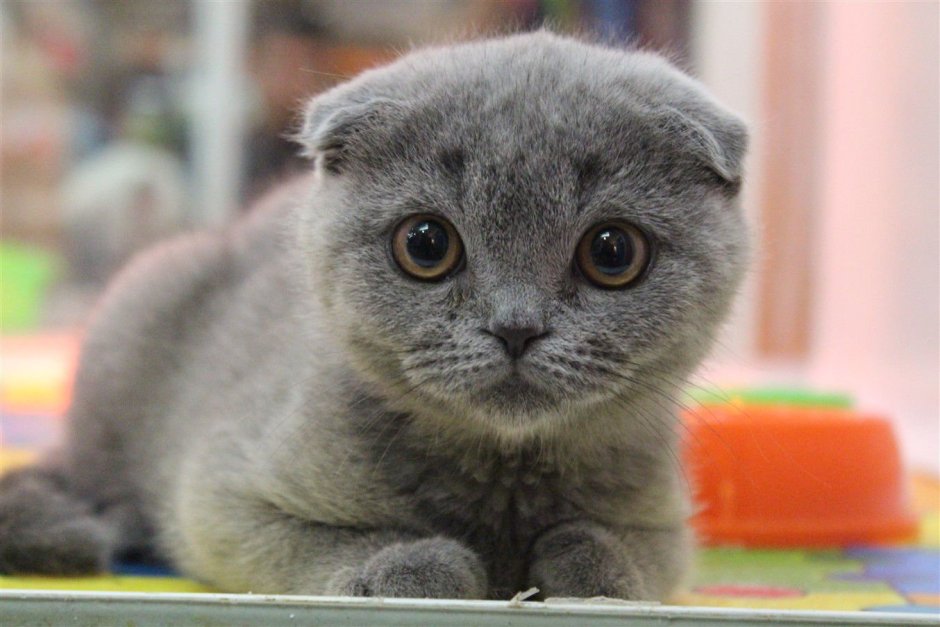 Серая вислоухая кошка