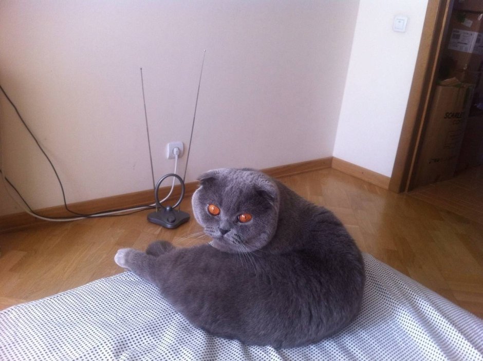 Шотландская вислоухая кошка злая