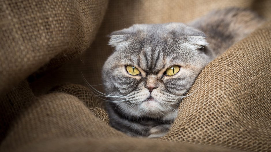 Шотландский вислоухий кот серый