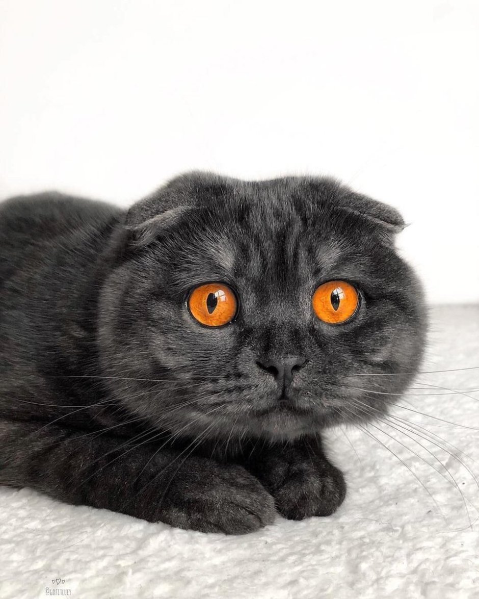 Шотландский вислоухий кот лапы