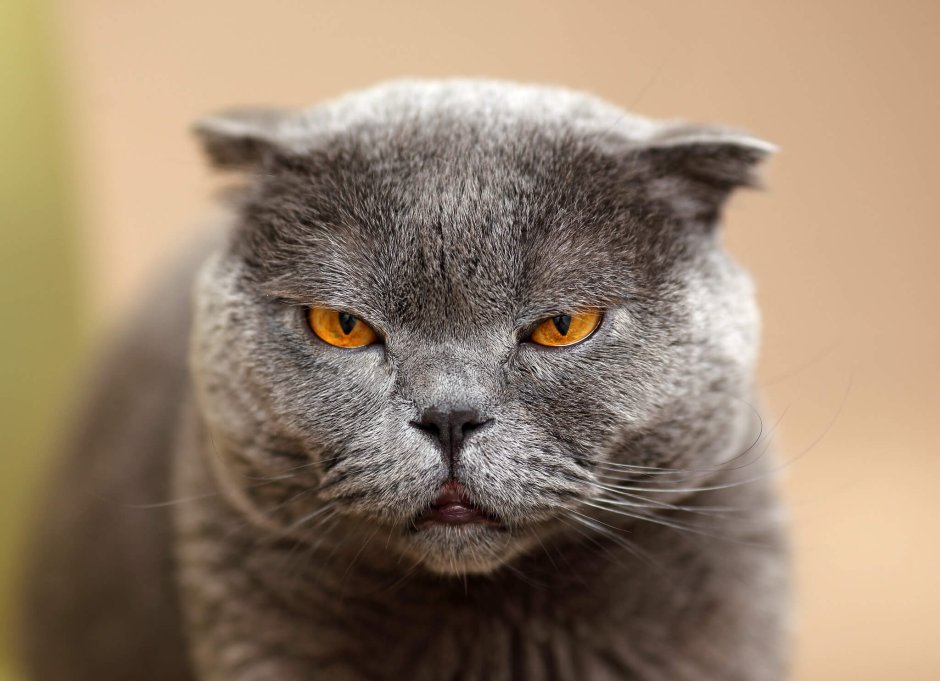 Шотландская кошка смешная