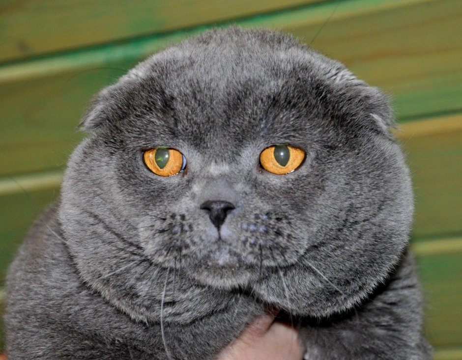 Шотландские вислоухие коты