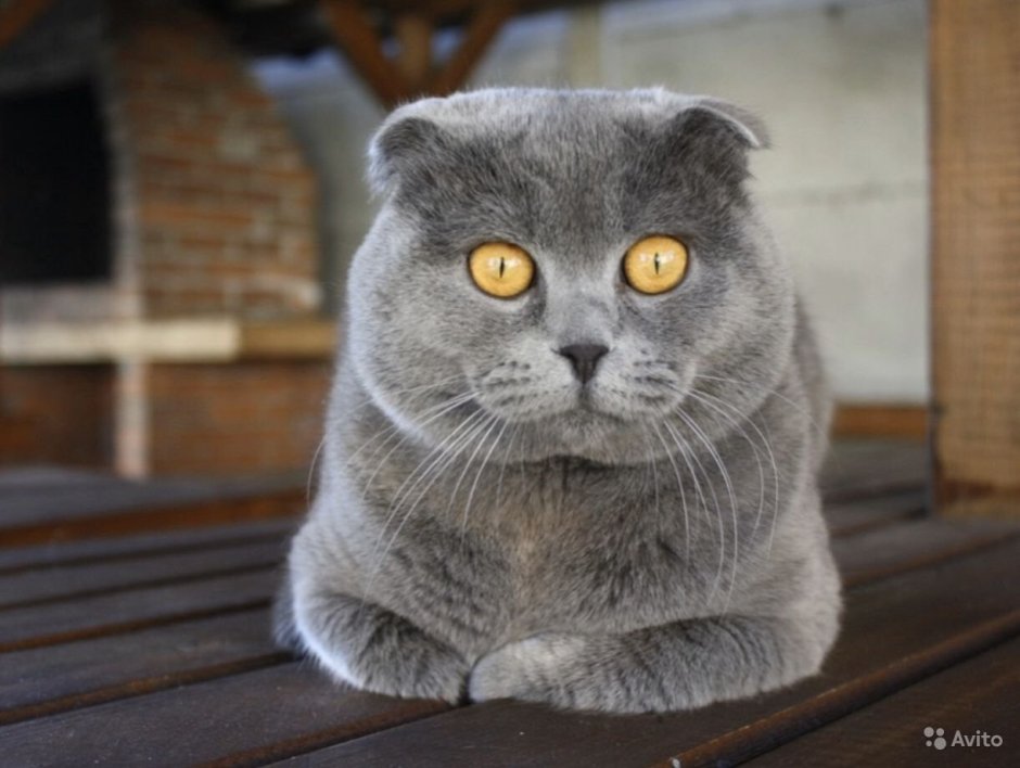 Шотландская вислоухая кошка светло серая