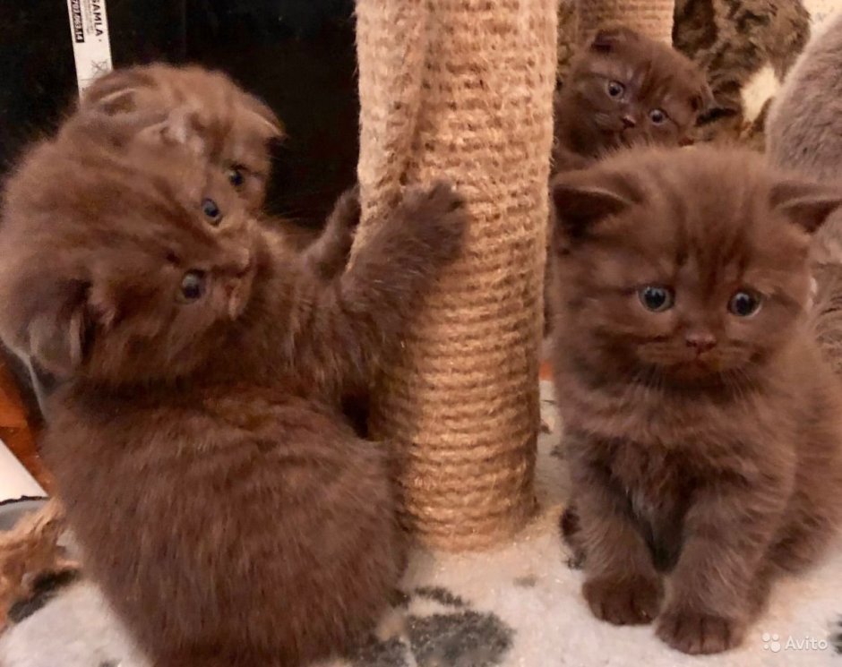 Шоколадный кот скоттиш фолд