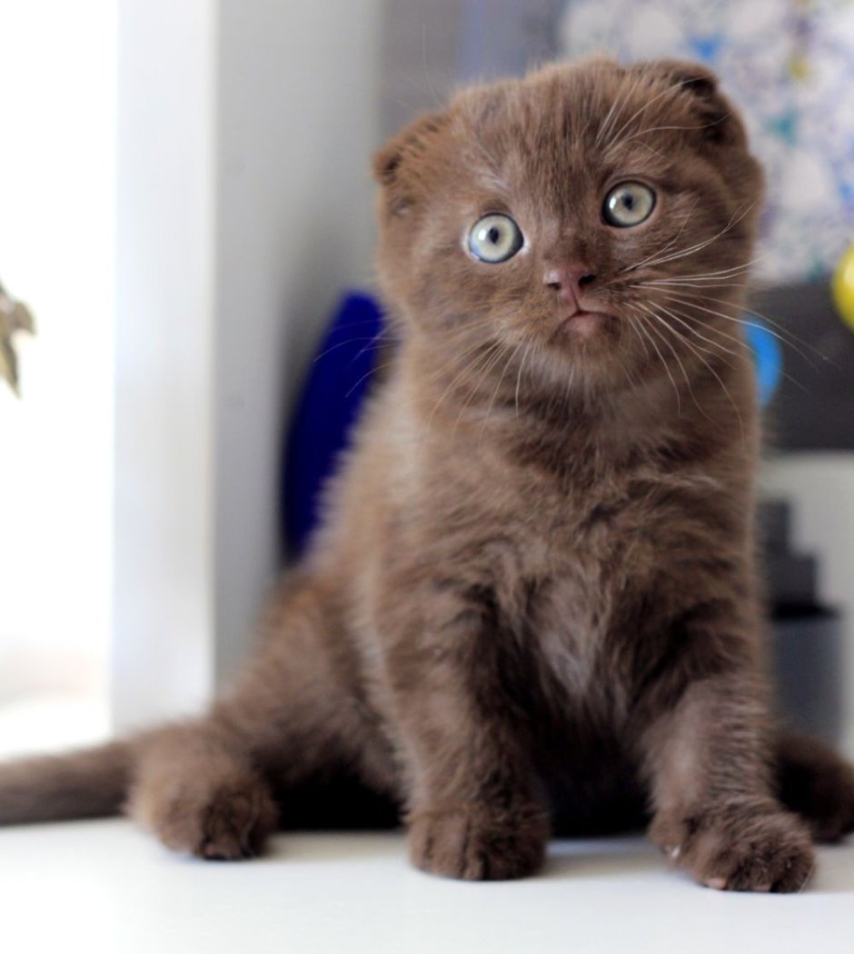 Шотландская вислоухая кошка циннамон