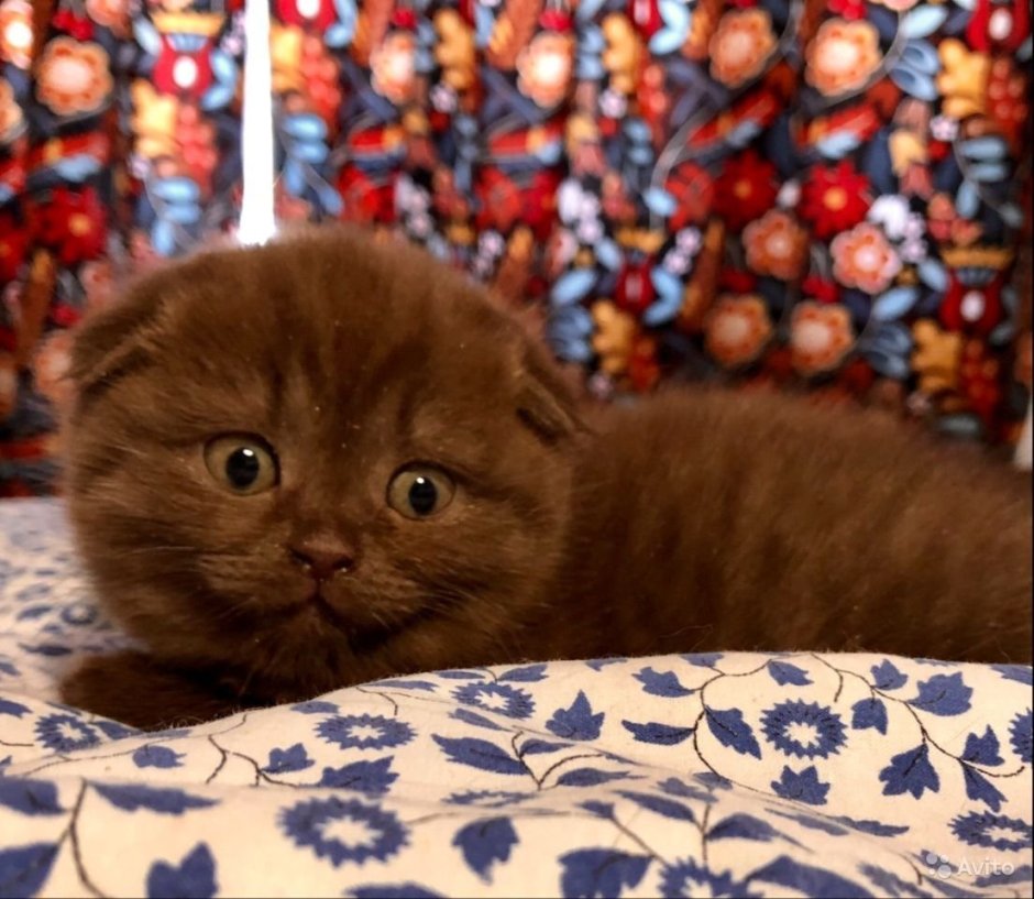 Скоттиш фолд шоколадный