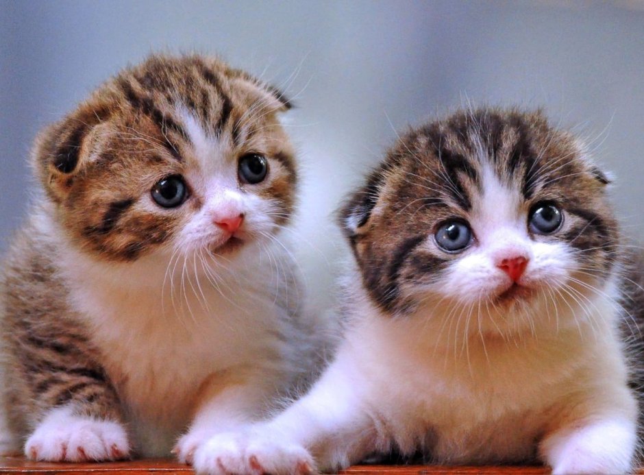 Глупенький котик