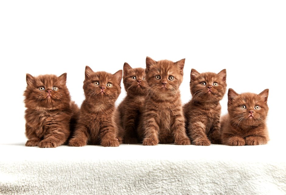 Коричневый котенок