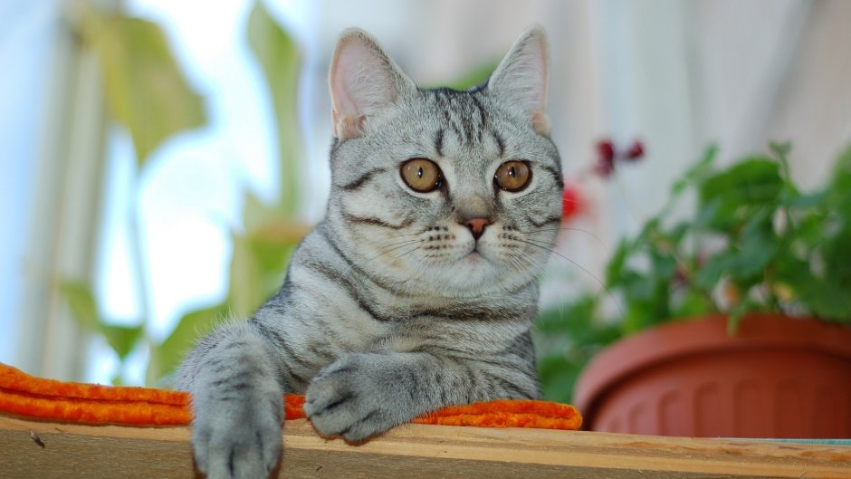 Бразильская короткошерстная кошка серая