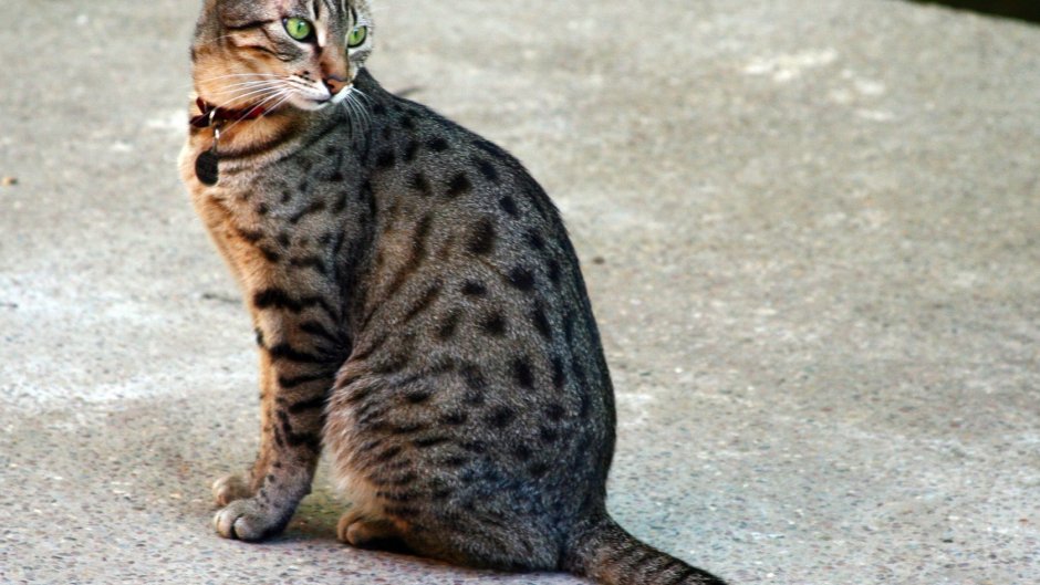 Порода кошек Египетская МАУ