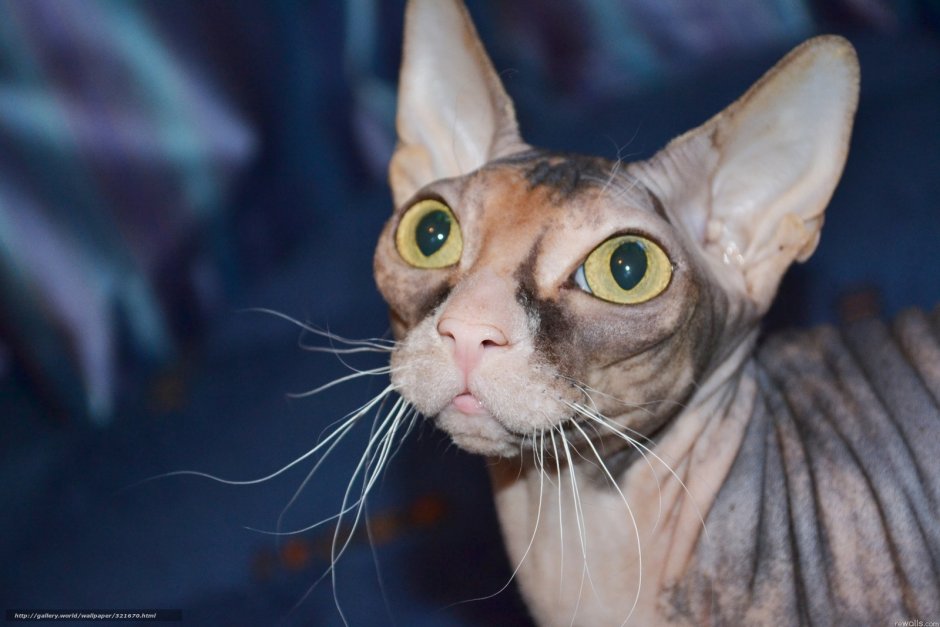 Египетская кошка