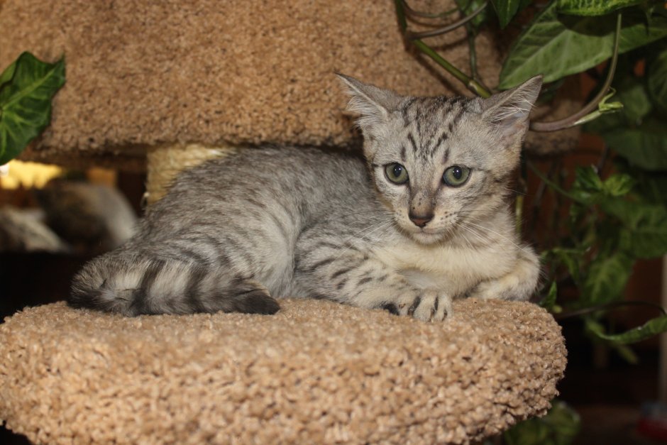 Камышовый кот в Египте