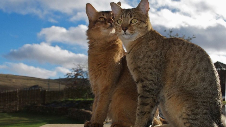 Египетская МАУ В древнем Египте