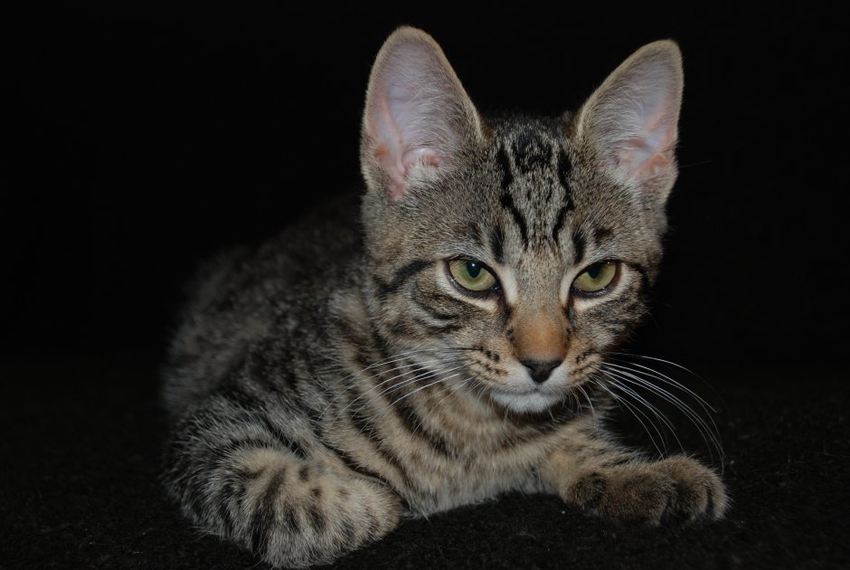 Девон рекс лысый