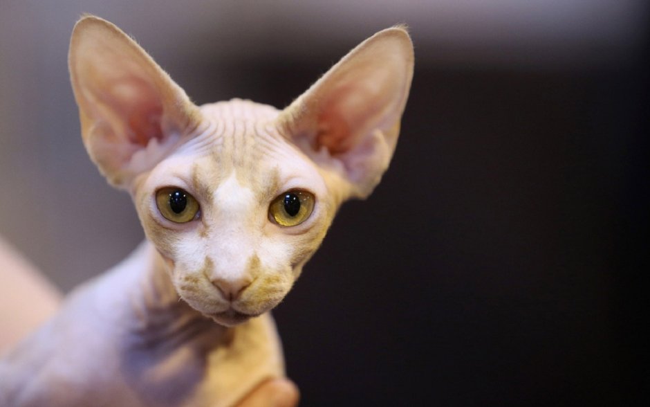 Пятнистые кошки Египетский МАУ