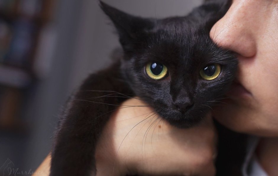 Кот соблазняет
