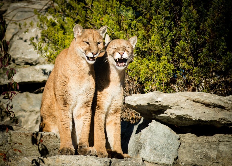 Кот самец 4к