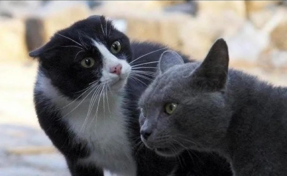 Кошачий папа