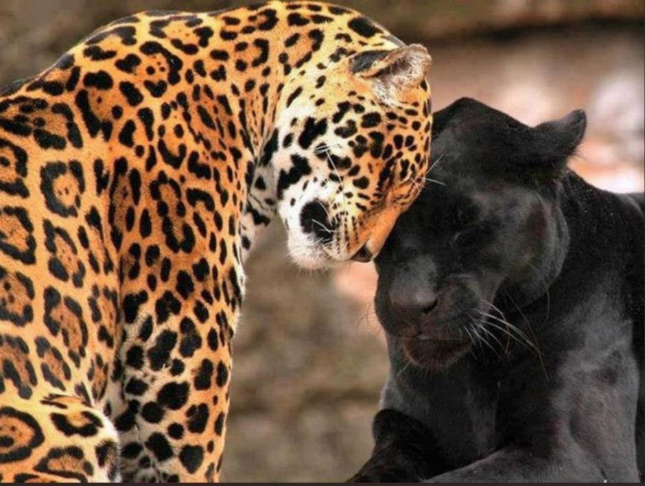 Кошка Агата