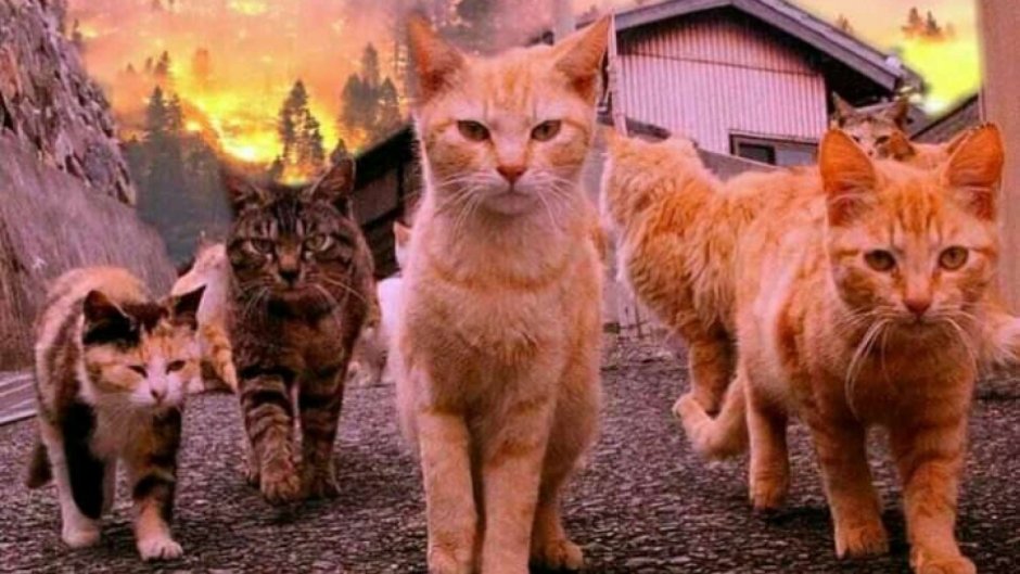 Мартовские коты