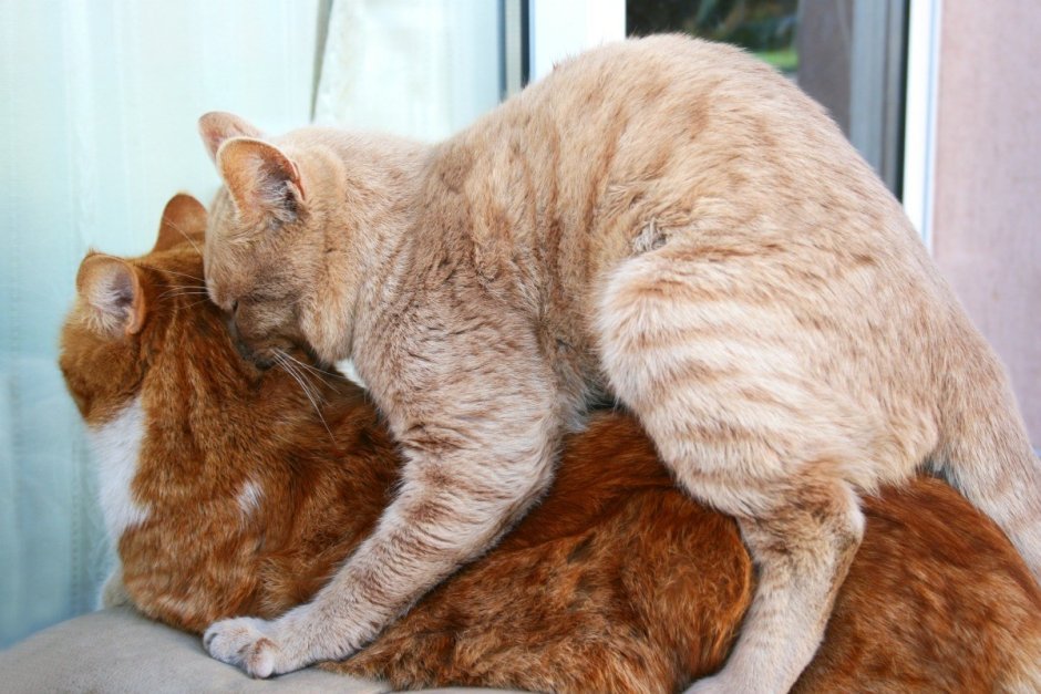 Явление Химера у кошек