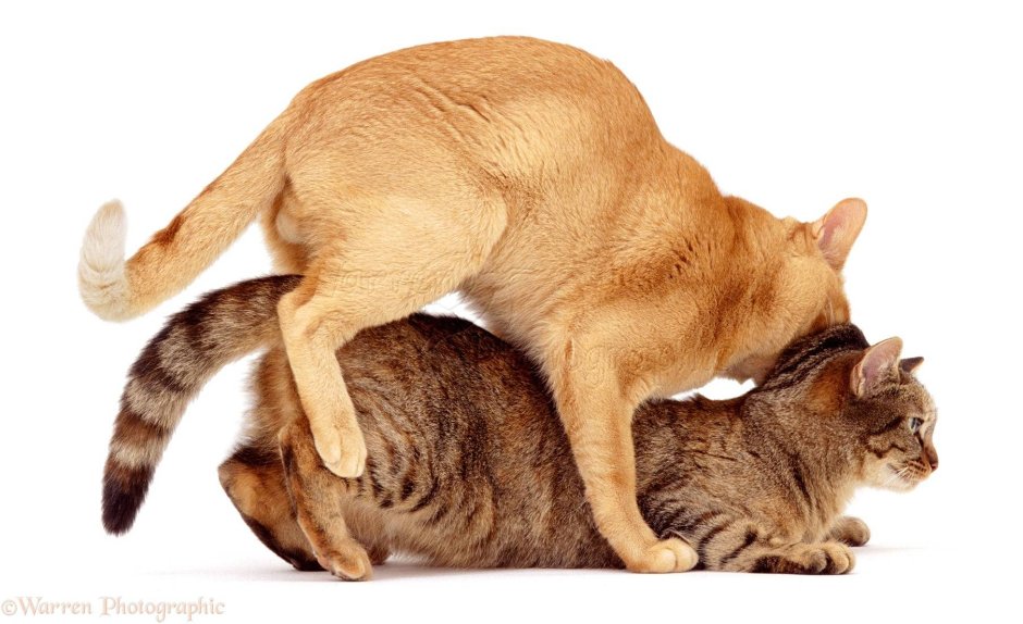 Кот кашляет Мем