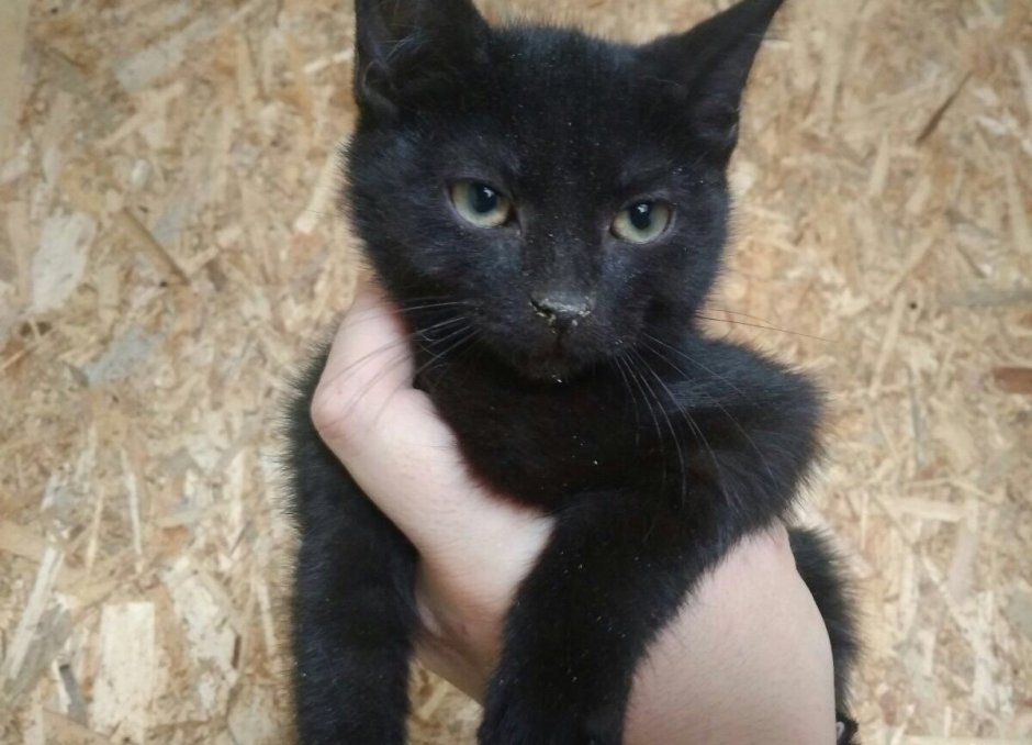 Кошачьи яички