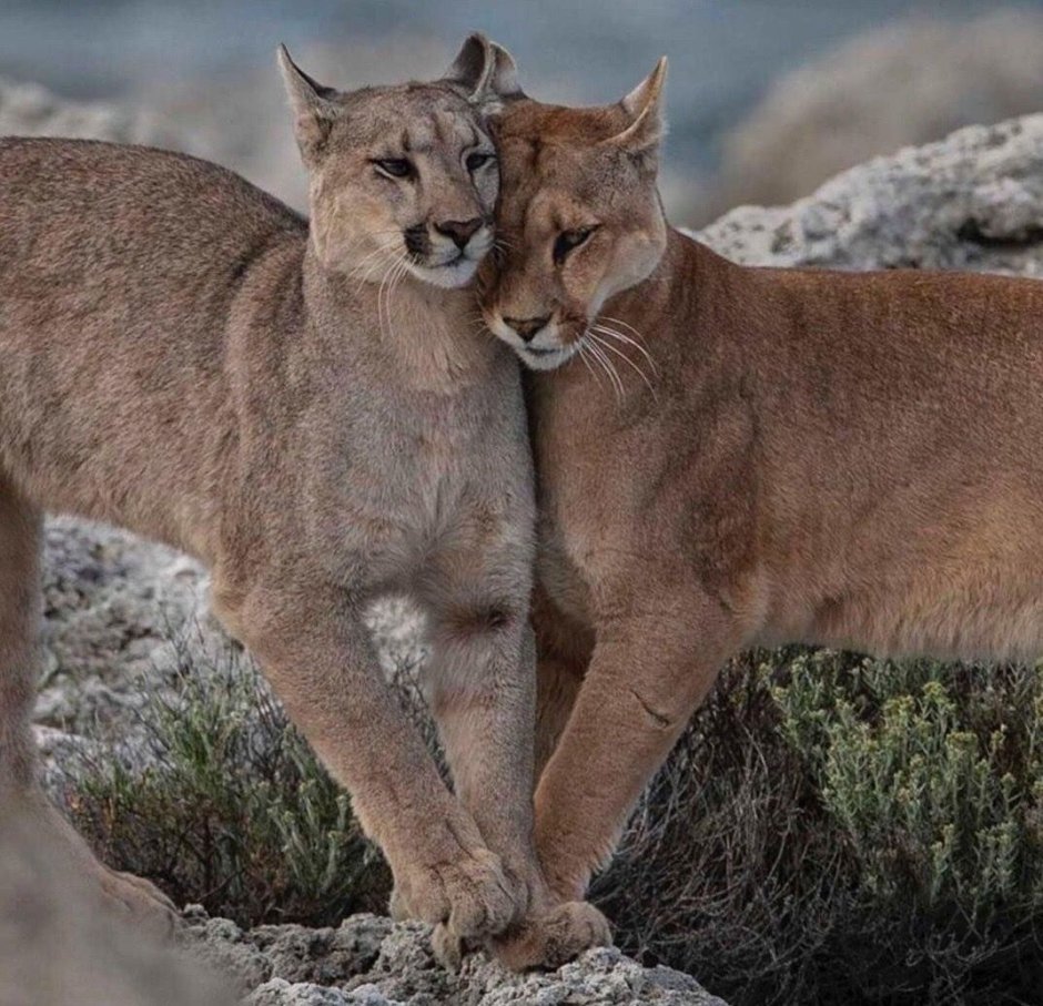 Кот в позе сфинкса