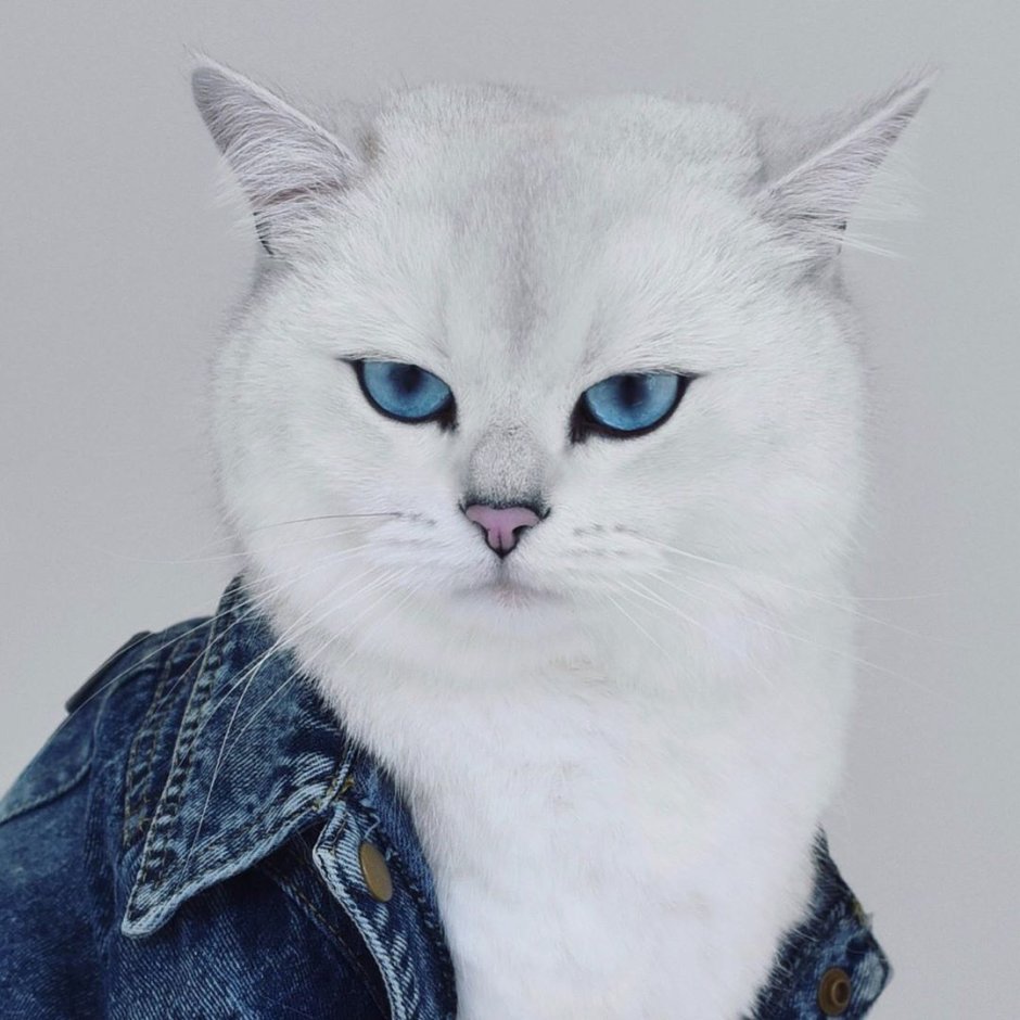 Науки на котят