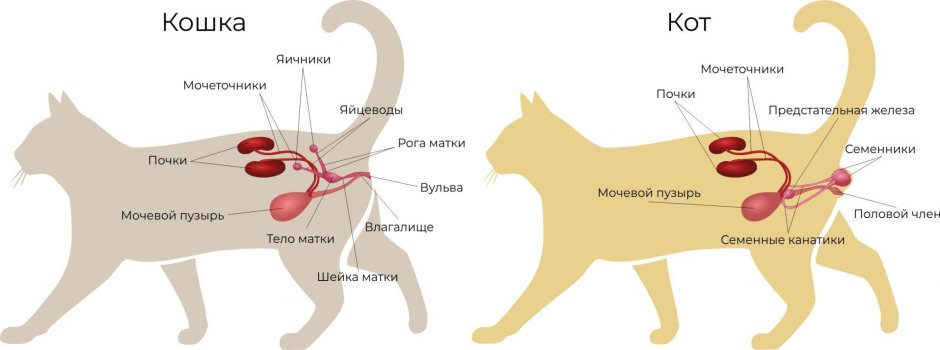 Королевский гепард самка